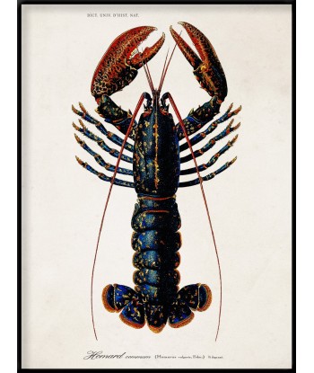 Affiche Homard sur le site 